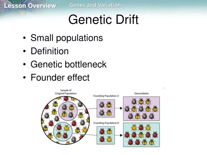 genetic drift