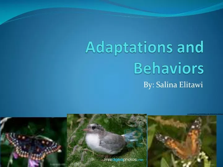 adaptations and behaviors