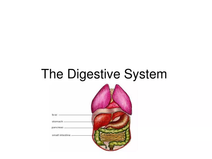 the digestive system