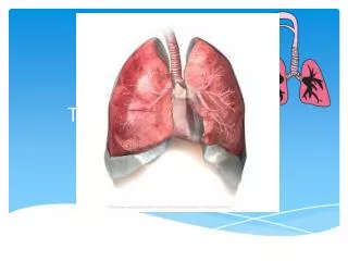 The Respiratory System