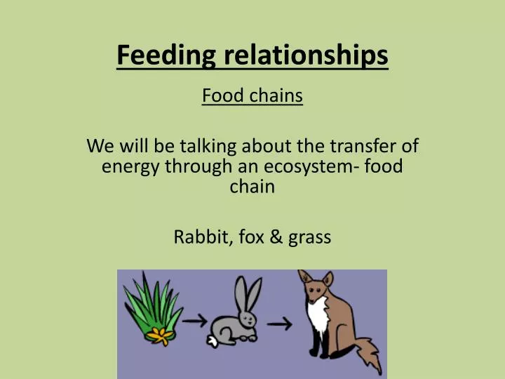 feeding relationships