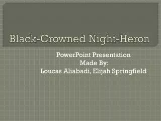 Black-Crowned Night-Heron