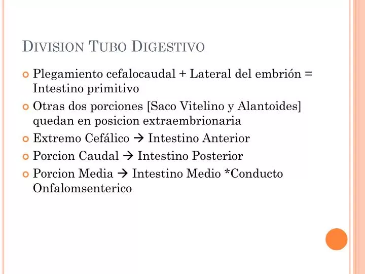 division tubo digestivo