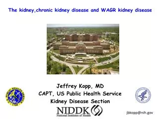 The kidney,chronic kidney disease and WAGR kidney disease