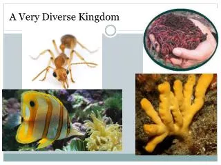 A Very Diverse Kingdom