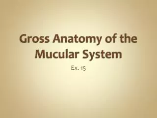 Gross Anatomy of the Mucular System