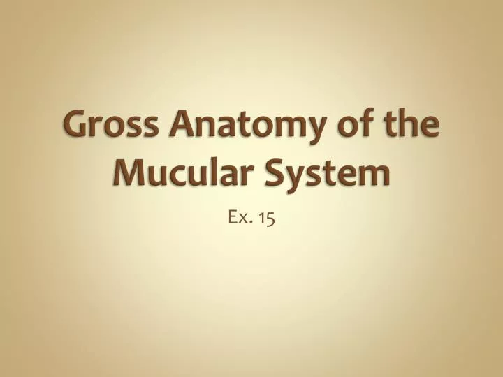 gross anatomy of the mucular system