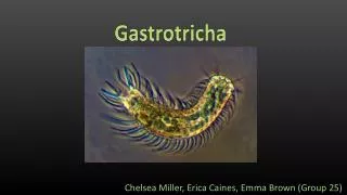 Gastrotricha