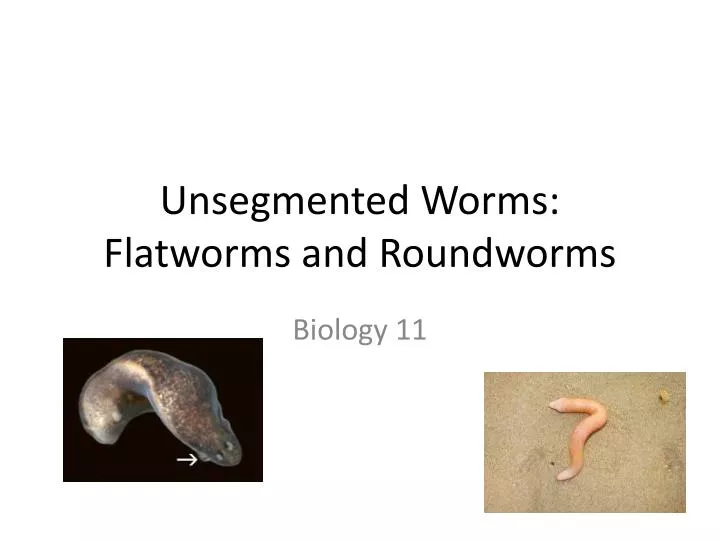 unsegmented worms flatworms and roundworms