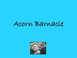 Acorn Barnacle