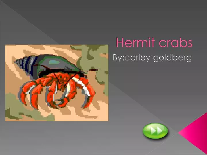 hermit crabs