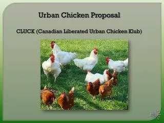 Urban Chicken Proposal CLUCK (Canadian Liberated Urban Chicken Klub )