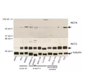 ?-tubulin