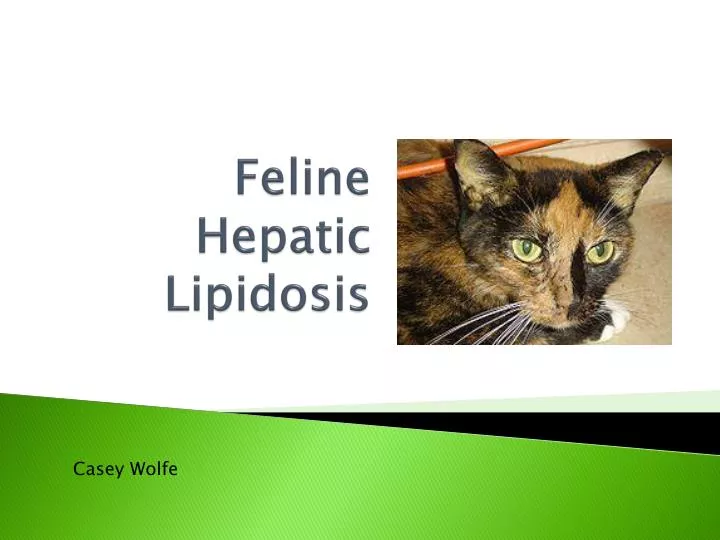 feline hepatic lipidosis