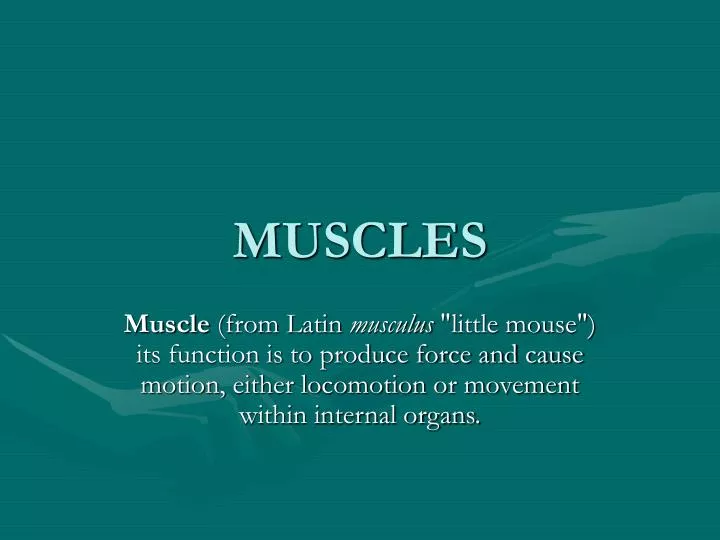 muscles
