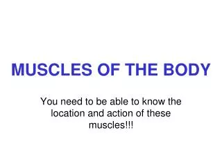 MUSCLES OF THE BODY