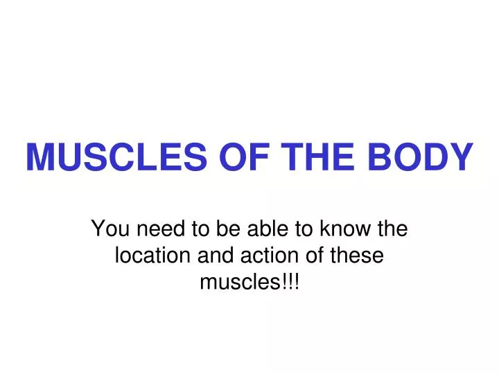 muscles of the body