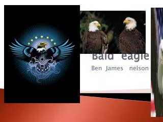 Bald eagle