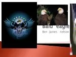 Bald eagle - slide 1