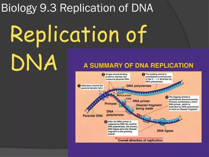 biology 9 3 replication of dna