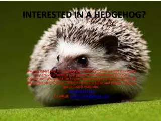 INTERESTED IN A HEDGEHOG?