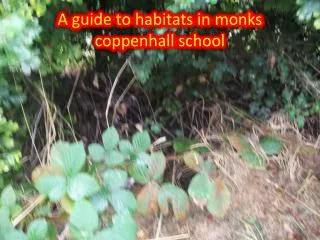 A guide to habitats in monks coppenhall school