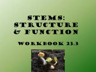 Stems: STRUCTURE &amp; FUNCTION