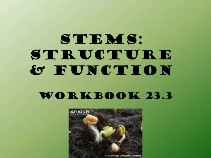 stems structure function