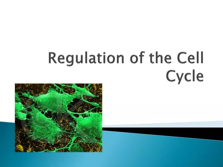 regulation of the cell cycle