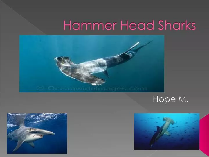 hammer head sharks