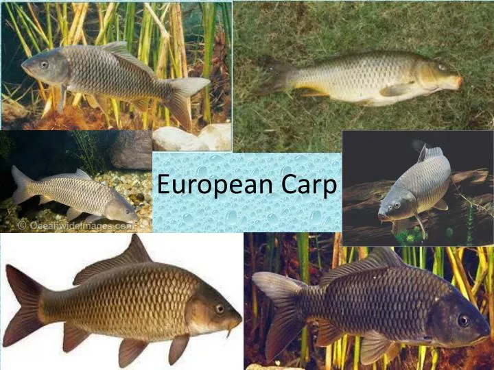 european carp
