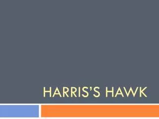 harris s hawk
