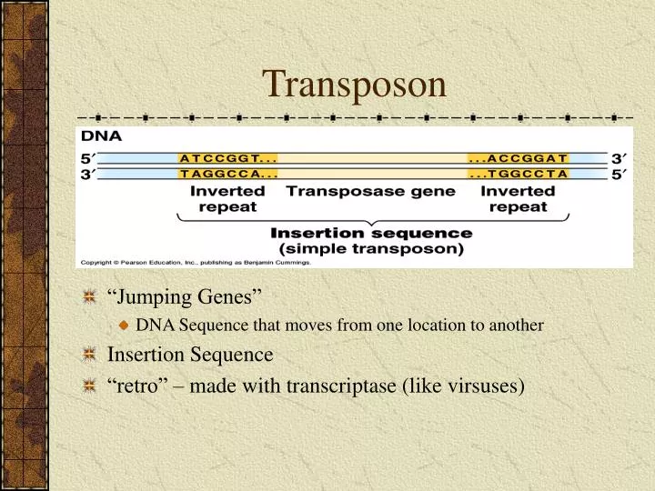 transposon