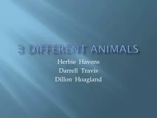 3 different animals