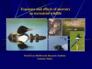 Exposure and effects of mercury on terrestrial wildlife