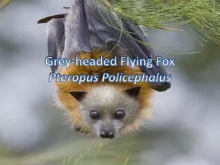 Grey-headed Flying Fox Pteropus Policephalus