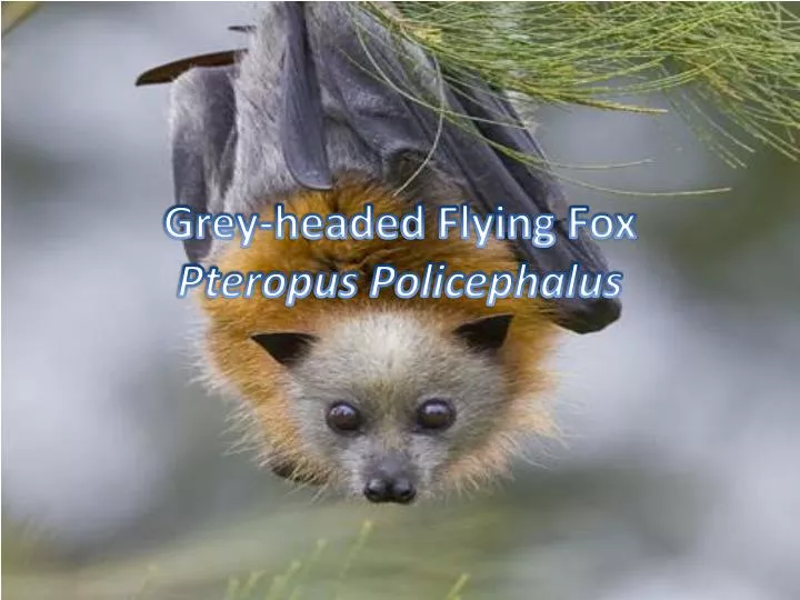 grey headed flying fox pteropus policephalus