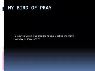 My Bird of Pray