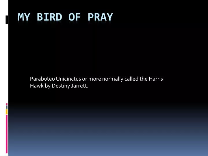 parabuteo unicinctus or more normally called the harris hawk by destiny jarrett