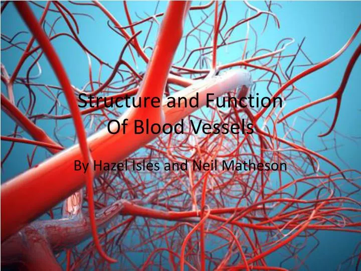 structure and function of blood vessels
