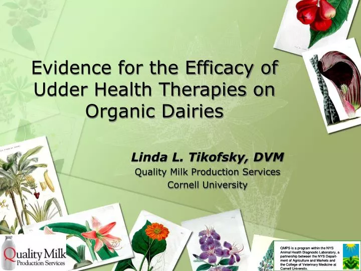 evidence for the efficacy of udder health therapies on organic dairies