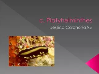 c. Platyhelminthes