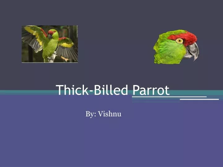 thick billed parrot