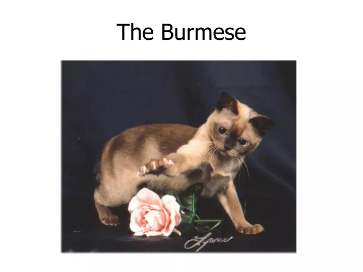 the burmese