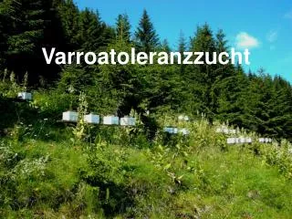 varroatoleranzzucht
