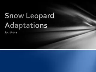 Snow Leopard Adaptations