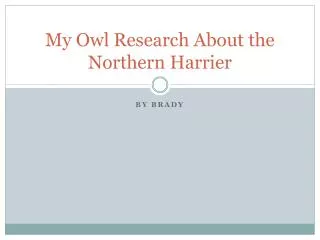 My Owl Research About the Northern Harrier