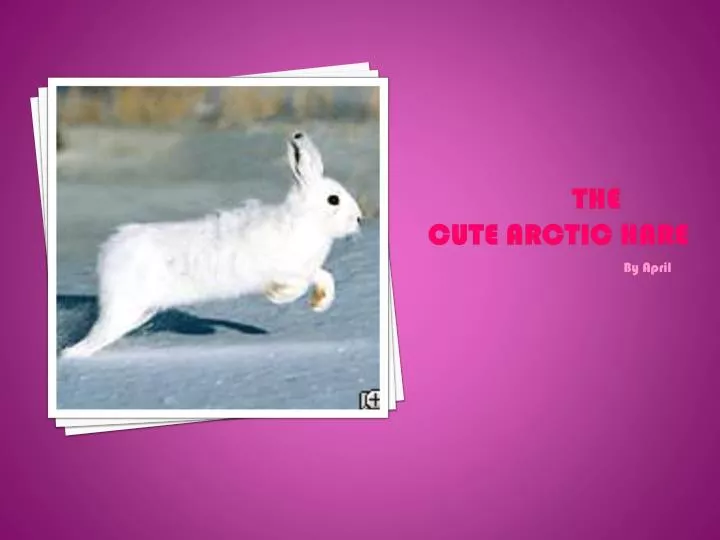 the cute arctic hare