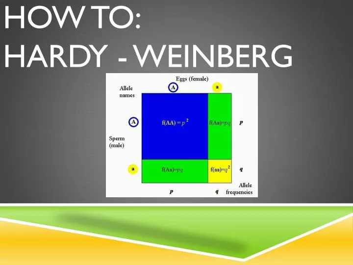 how to hardy weinberg