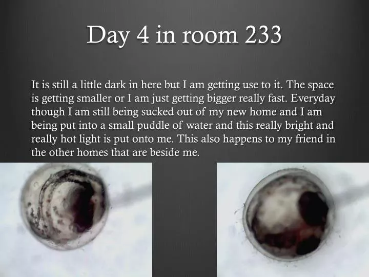 day 4 in room 233